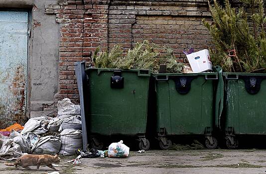 Россиян предупредили о наказании за неправильно выброшенные елки