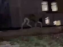 Лосенок решил прогуляться по российскому городу и попал на видео
