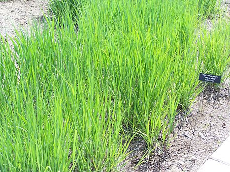 Генетически модифицированная трава очистила почву от химических остатков боеприпасов
