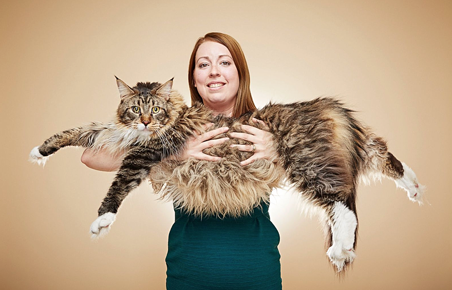 Самый длинный кот в мире: в длину мейн-кун Людо из Великобритании составляет 118,33 сантиметра