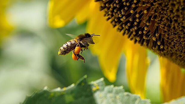 Эксперты предупредили об опасности меда отравленных пестицидами пчел