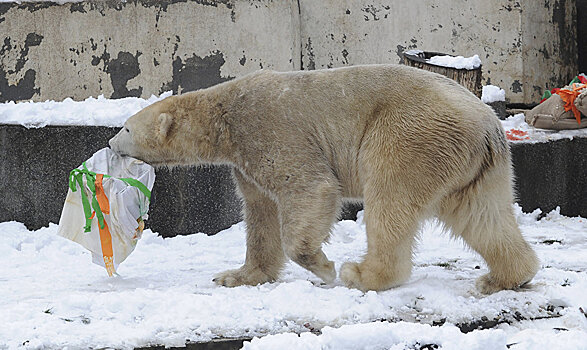 Шокирующее видео: умирающий от голода белый медведь довел до слез пользователей сети