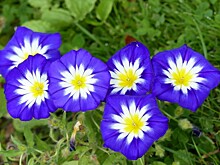 Дачникам напомнили о штрафе за за выращивание вьюнка