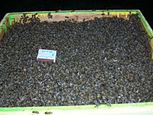 В Курской области продолжают гибнуть пчелы