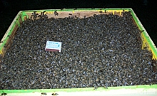В Курской области продолжают гибнуть пчелы
