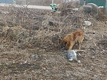 Собака решила полакомиться кроликом в Кемеровской области