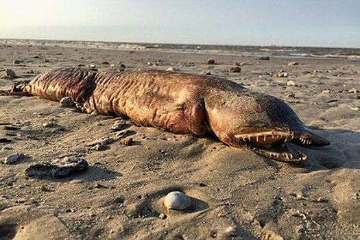 «Харви» выбросил неизвестного монстра на берег в Техасе