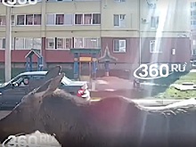 Лось сбил женщину во дворе жилого дома в Башкирии