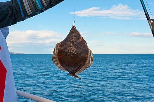Рыбаки вытащили загадочное существо из пойманной в Охотском море камбалы