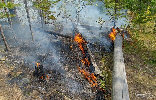 В Тюменской области тушат восемь лесных пожаров