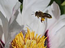 Выставка «Рой страхов» с участием диких пчел пройдет в Москве