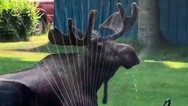 Изнывающий от жары лось воспользовался системой полива во дворе дома: видео