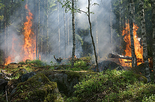 Ущерб от лесных пожаров в России оценят после 1 октября