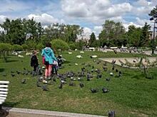 Озеленением и уборкой Омска займутся дети