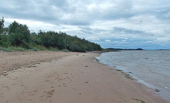 Петербурженка наткнулась на отрезанную ступню во время прогулки по берегу