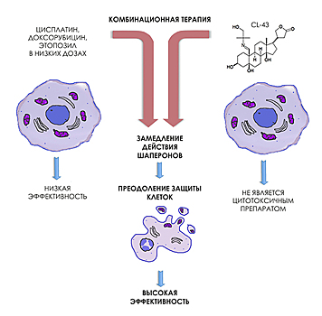 Найдено вещество, ослабляющее защиту раковых клеток