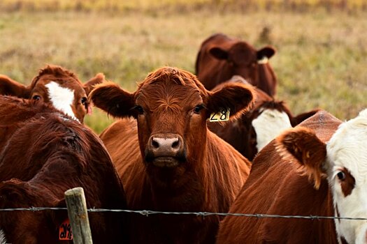 Власти Германии объявили о введении жестких мер в мясной промышленности