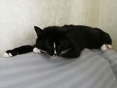 Тяжелобольная нижегородка ищет дом 14 кошкам и 3 собакам