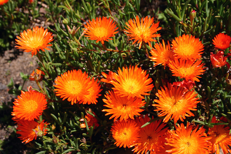 Ботанический сад Kirstenbosch, Кейптаун, Южная Африка