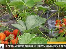 Урожай клубники на 30% планируют увеличить в Сергаче