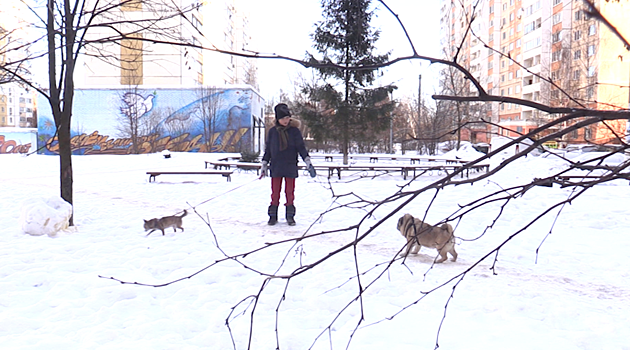 Школьник из Одинцова решил заработать на выгуле собак