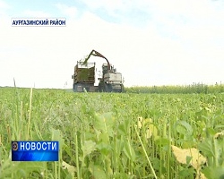 Прогнозы на невысокий урожай могут привести к росту цен на продукты