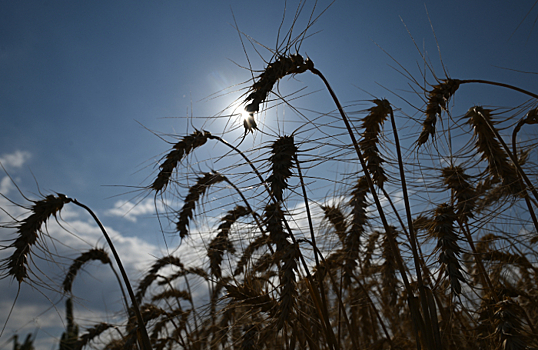 Цены на зерно на мировом рынке «иррационально» снижаются