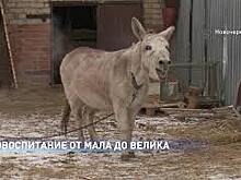 Экоуроки хотят сделать обязательными в областных школах