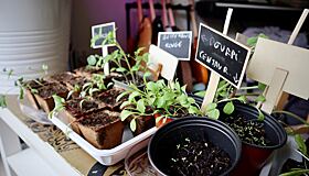 Стало известно, какие овощи можно вырастить зимой на подоконнике