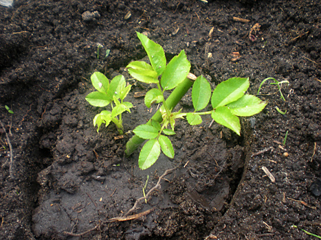 Как черенковать розы: сроки, способы и правила
