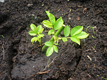 Как черенковать розы: сроки, способы и правила