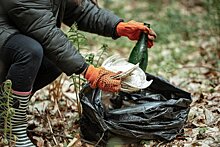 Свыше 300 мусорных навалов ликвидировали в лесах Подмосковья с апреля по июль текущего года