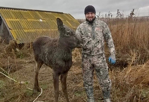 В Самарской области охотники спасли лосенка, два дня просидевшего в яме