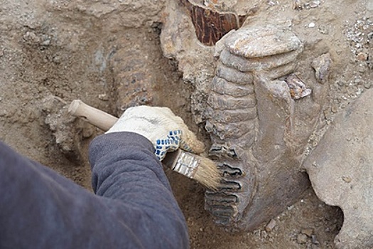 На Кубани нашли кости древних слонов, лошадей и волков
