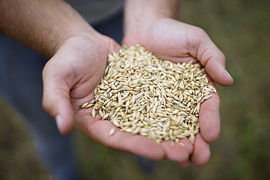 Правительство ужесточило требования к иностранным производителям семян. Как это повлияет на российский АПК