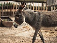 Коротко о том, зачем в средние века люди целовали ослов