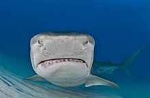 Ученые назвали основную причину нападения акулы на российского туриста в Египте