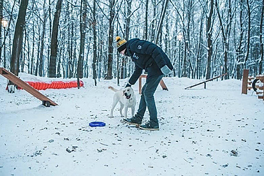 В Нижнем Новгороде появятся школы для собак