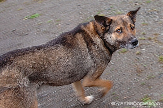 В мэрии определились, когда возобновится отлов бродячих псов в Екатеринбурге