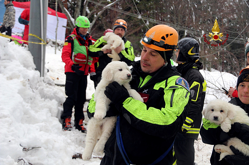 В Италии спустя пять дней из заваленного снежной лавиной отеля Rigopiano в городе Фариндола удалось спасти трех щенков белой швейцарской овчарки