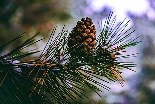 В ботсаду МГУ расскажут о болезнях растений