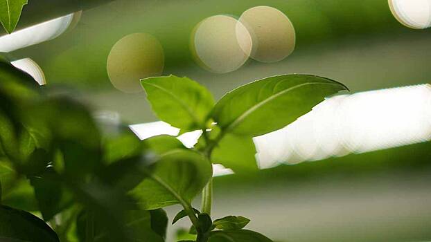 Сквер в Норильске собрались засеять коноплей за миллион рублей из бюджета