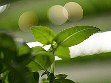 Сквер в Норильске собрались засеять коноплей за миллион рублей из бюджета