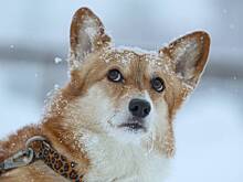 В России захотели изменить правила продажи породистых животных