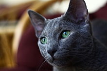 Ученые выяснили, какие кошки самые красивые