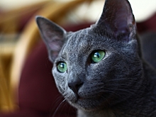 Ученые выяснили, какие кошки самые красивые
