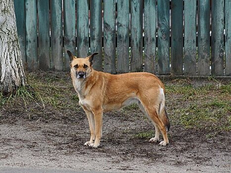 В Госдуме призвали ввести систему трекеров для бродячих собак в России