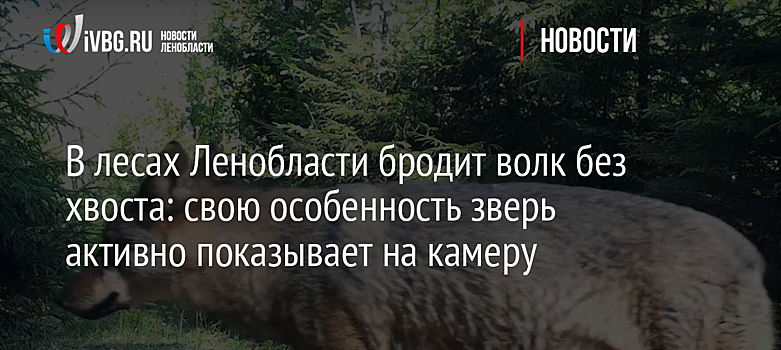 В лесах Ленобласти бродит волк без хвоста: свою особенность зверь активно показывает на камеру