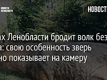 В лесах Ленобласти бродит волк без хвоста: свою особенность зверь активно показывает на камеру