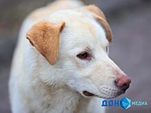 Жители Дона попросили сердобольных горожан не кормить бездомных собак вблизи остановок